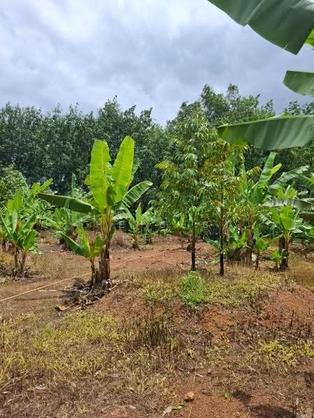 ที่ดินนายายอาม จันทบุรี, จันทบุรี, วังใหม่, นายายอาม, จันทบุรี, 5,600 ตร.ม., ที่ดิน ขาย, โดย The Best Property หยก, 500670907 - DDproperty.com