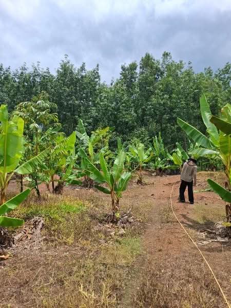 ที่ดินนายายอาม จันทบุรี, Chanthaburi, Wang Mai, Na Yai Am, Chanthaburi, , 5,600 sqm, Land For Sale, by The Best Property หยก, 500670907 - DDproperty.com