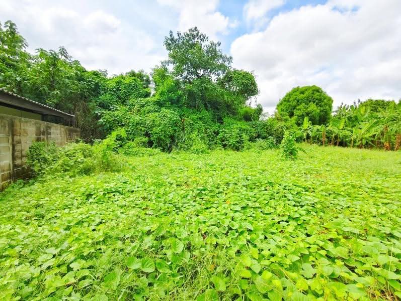 ที่ดินท่าม่วง กาญจนบุรี, Kanchanaburi, Tha Muang, Kanchanaburi, , 275 sqm, Land For Sale, by The Best Property โอ็ต, 500675534 - DDproperty.com