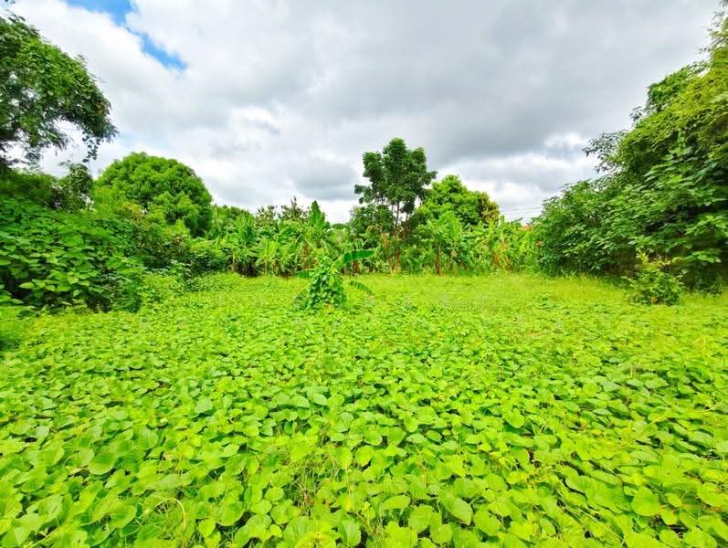 ที่ดินท่าม่วง กาญจนบุรี, Kanchanaburi, Tha Muang, Kanchanaburi, , 275 sqm, Land For Sale, by The Best Property โอ็ต, 500675534 - DDproperty.com