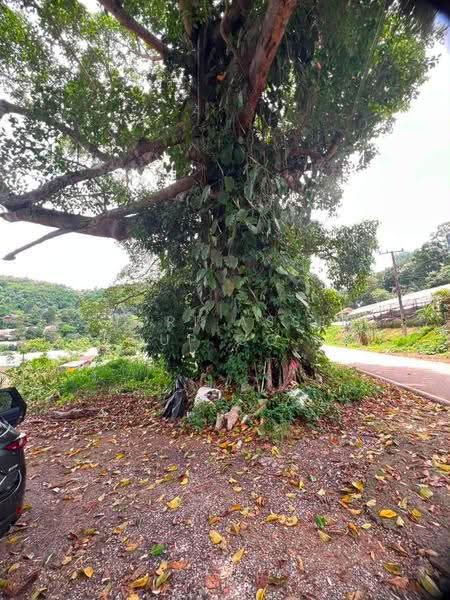 ที่ดินแม่ริม, เชียงใหม่, แม่สา, แม่ริม, เชียงใหม่, 6,000 ตร.ม., ที่ดิน ให้เช่า, โดย Shori Asset Group Co., Ltd., 500687869 - DDproperty.com