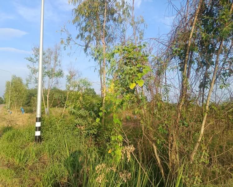 ที่ดินเซกา บึงกาฬ, Bueng Kan, Tha Kok Daeng, Seka, Bueng Kan, , 8,984 sqm, Land For Sale, by The Best Property ยูมิโกะ, 500690530 - DDproperty.com