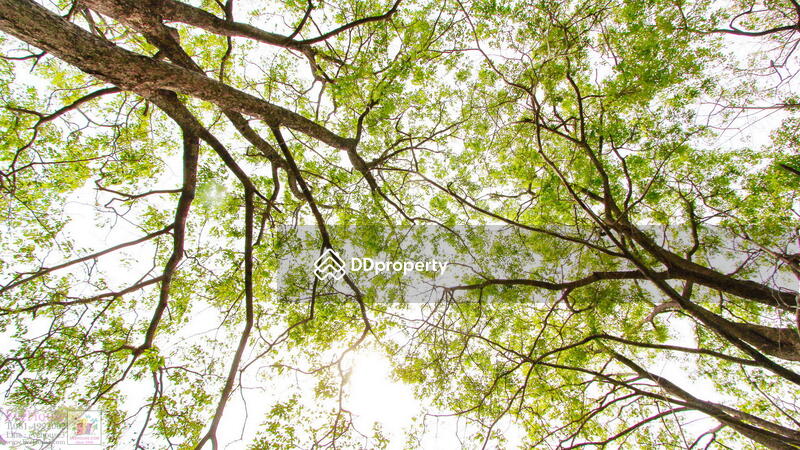 For Sale - เขาใหญ่, Nakhon Ratchasima