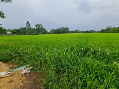 ขาย - ที่ดิน 38 ไร่ รูปสี่เหลี่ยมผืนผ้า, สระบุรี