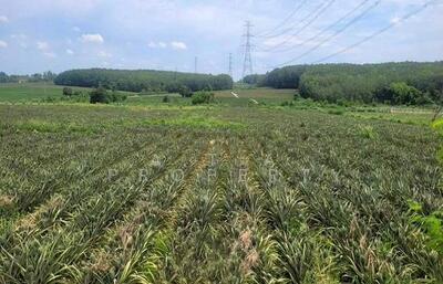 ขาย - ที่ดิน เขาคันทรง ศรีราชา ชลบุรี, ชลบุรี