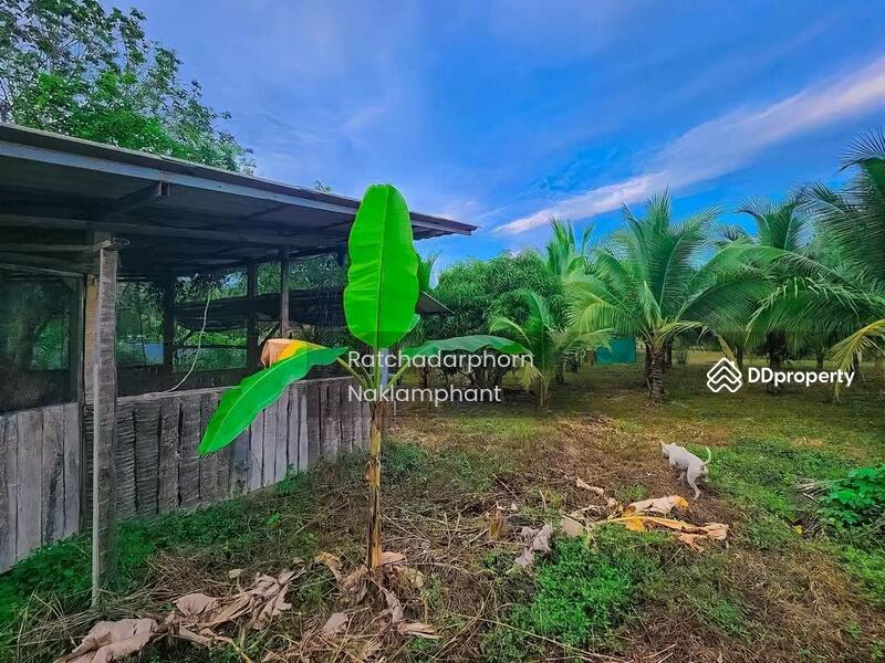 ขาย - Ko Lak, ประจวบคีรีขันธ์