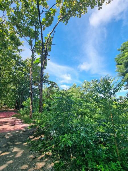 For Sale - ที่ดินพนมทวน กาญจนบุรี, Kanchanaburi