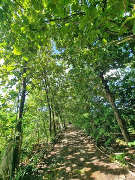 For Sale - ที่ดินพนมทวน กาญจนบุรี, Kanchanaburi