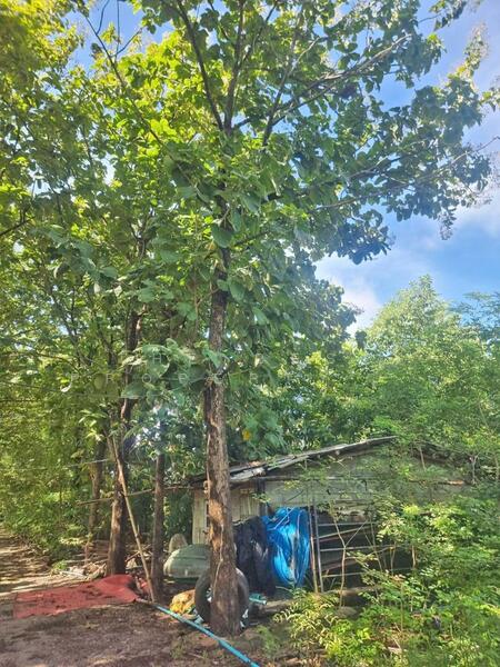 For Sale - ที่ดินพนมทวน กาญจนบุรี, Kanchanaburi
