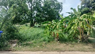 ขาย - ที่ดินสมอแข พิษณุโลก, พิษณุโลก