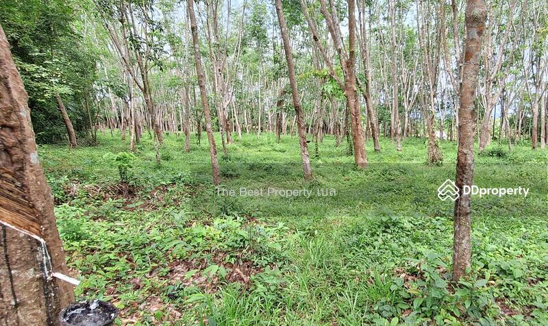 For Sale - ที่ดินท่าศาลา นครศรีธรรมราช, Nakhon Si Thammarat
