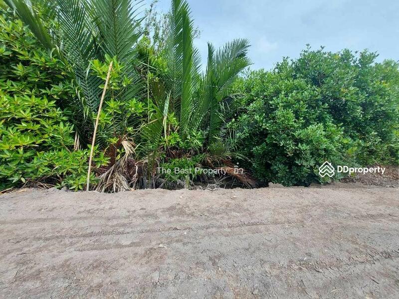 For Sale - ที่ดินแหลมใหญ่ สมุทรสงคราม, Samut Songkhram