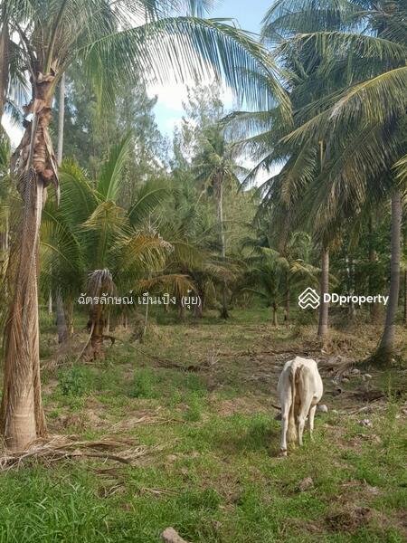ขาย - ขายที่ดินทำเลดี เดินทางสะดวก ใกล้หาดแสงอรุณ ห่างจากถนนเพชรเกษมเพียง 800 เมตร ทับสะแก ประจวบคีรีขันธ์, ประจวบคีรีขันธ์