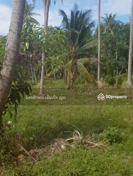 ขาย - ขายที่ดินทำเลดี เดินทางสะดวก ใกล้หาดแสงอรุณ ห่างจากถนนเพชรเกษมเพียง 800 เมตร ทับสะแก ประจวบคีรีขันธ์, ประจวบคีรีขันธ์