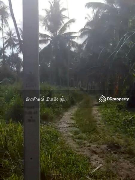 ขาย - ขายที่ดินทำเลดี เดินทางสะดวก ใกล้หาดแสงอรุณ ห่างจากถนนเพชรเกษมเพียง 800 เมตร ทับสะแก ประจวบคีรีขันธ์, ประจวบคีรีขันธ์