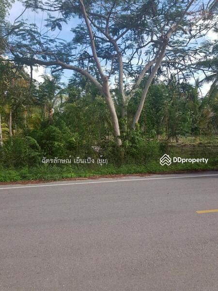 ขาย - ขายที่ดินทำเลดี เดินทางสะดวก ใกล้หาดแสงอรุณ ห่างจากถนนเพชรเกษมเพียง 800 เมตร ทับสะแก ประจวบคีรีขันธ์, ประจวบคีรีขันธ์