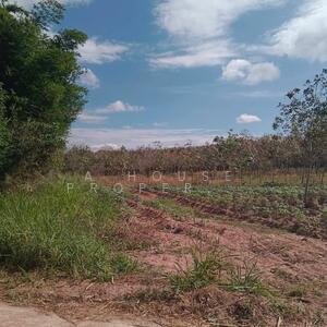 ขาย - ขายที่ดินหนองเสือช้าง หนองใหญ่ ชลบุรี, ชลบุรี