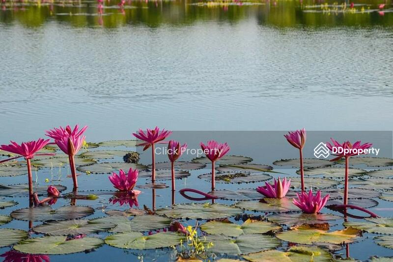 ขาย - บึงบัวแดง นครนายก, นครนายก