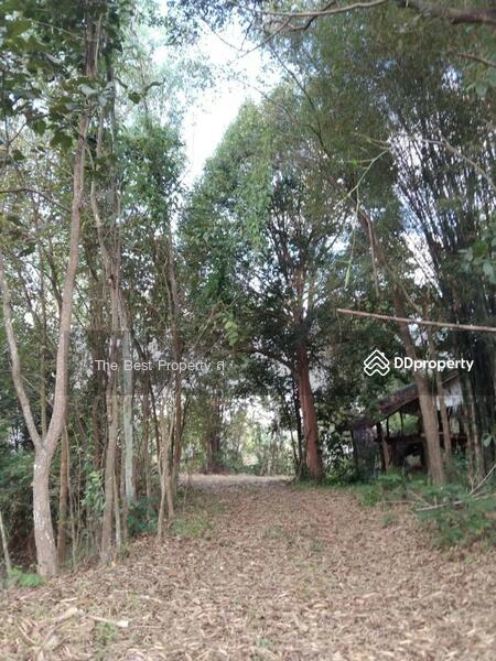 ขาย - ที่ดินท่าบ่อ หนองคาย, หนองคาย