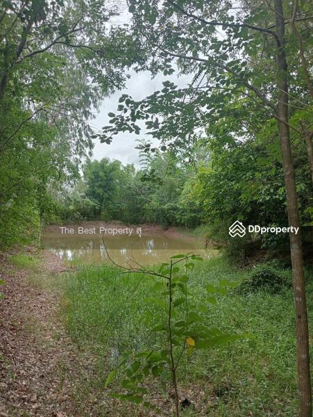 ขาย - ที่ดินท่าบ่อ หนองคาย, หนองคาย
