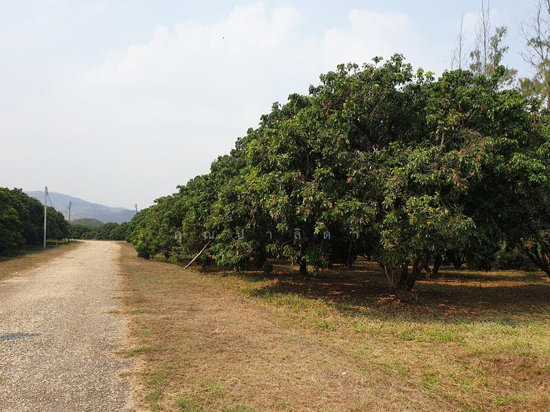 29/1 โครงการ ที อาร์ เอ็ม, ลำพูน, บ้านโฮ่ง, ลำพูน, 218,390 ตร.ม., ที่ดิน ขาย, โดย คุณปาลิดา, 60023637 - DDproperty.com