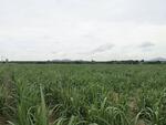 ที่ดินบ้านบึง ชลบุรี, ชลบุรี