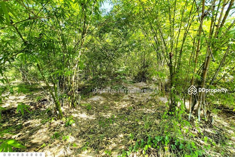 For Sale - BO-924568 Land in Non Thai, 17 rai 142 sq w, Nakorn Ratchasima, near Lotus Non Thai, Nakhon Ratchasima
