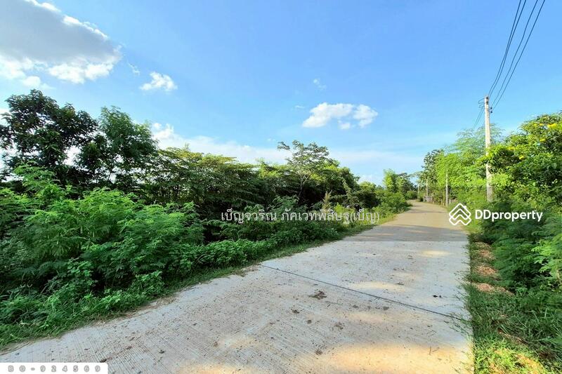 ขาย - BO-924569 ที่ดินขามสะแกแสง 24 ไร่ 194.3 ตร.ว. นครราชสีมา ใกล้ที่ว่าการอำเภอขามสะแกแสง, นครราชสีมา