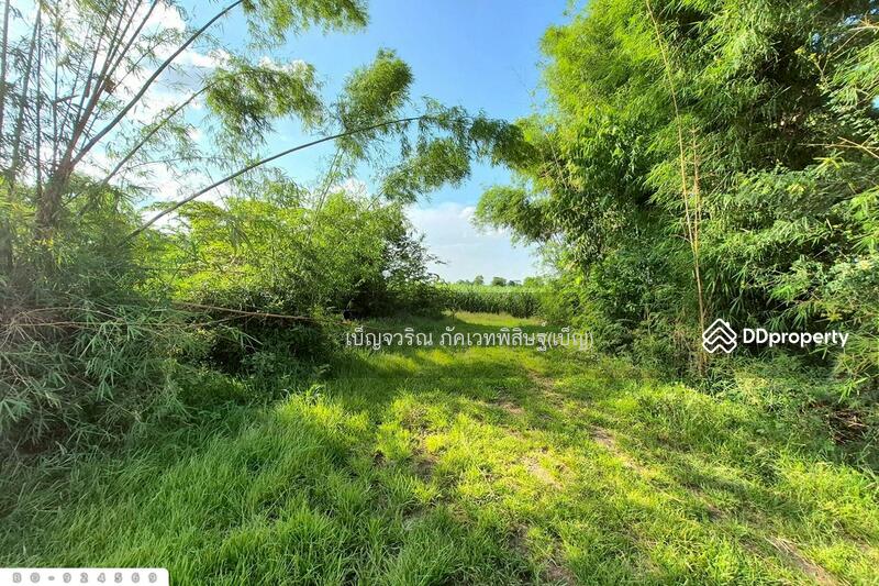 For Sale - BO-924569 Land in Kham Sakaesaeng, 24 rai 194.3 sq w, Nakhon Ratchasima, Nakhon Ratchasima