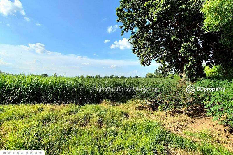 ขาย - BO-924569 ที่ดินขามสะแกแสง 24 ไร่ 194.3 ตร.ว. นครราชสีมา ใกล้ที่ว่าการอำเภอขามสะแกแสง, นครราชสีมา