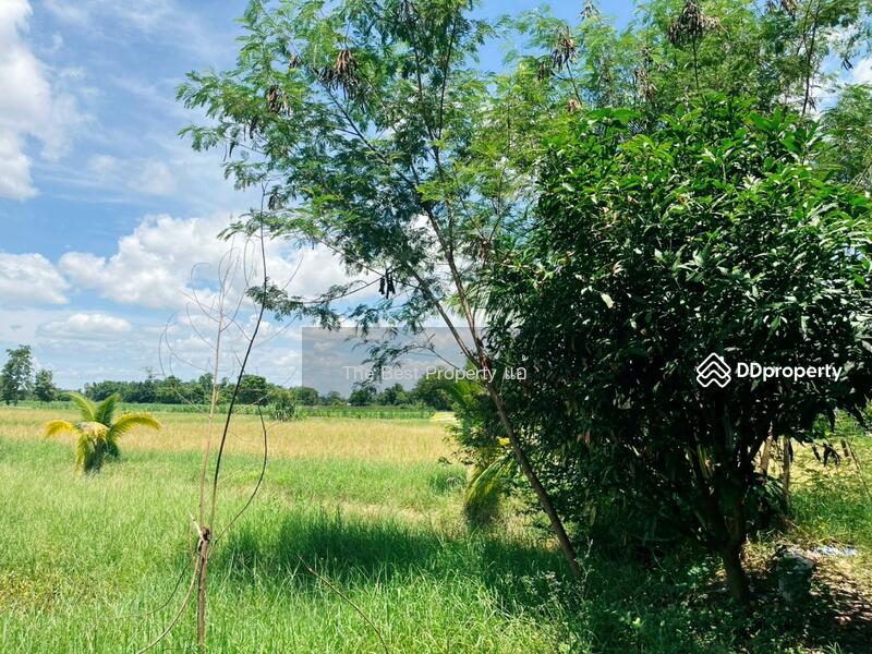 ขาย - ที่ดินหนองฉาง อุทัยธานี, อุทัยธานี