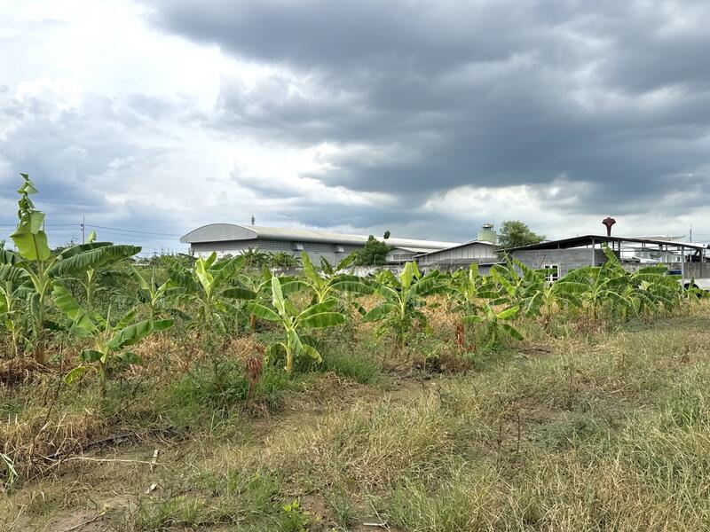 ขายด่วน ที่ดิน 4 ไร่ 1 งาน 6 ตร.วา ถมสูง 10 ปี ซ.บงกช 30 คลองสอง, ปทุมธานี, คลองสอง, คลองหลวง, ปทุมธานี, 6,824 ตร.ม., ที่ดิน ขาย, โดย แพรวา ตั้งนิรันดร, 60040835 - DDproperty.com