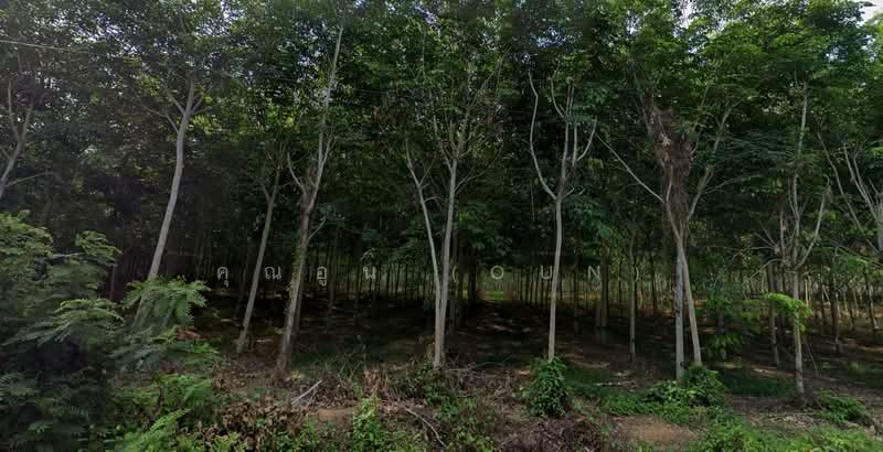 ที่ดินสวนยาง 1.5 ไร่ ติดถนนลาดยาง, สงขลา, คลองหอยโข่ง, สงขลา, 2,400 ตร.ม., ที่ดิน ขาย, โดย คุณอูน (Oun), 60042029 - DDproperty.com