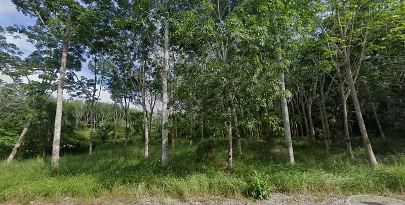 1.5 Rai of Rubber Plantation Land with Direct Access to Paved Road, Songkhla, Khlong Hoi Khong, Songkhla, , 2,400 sqm, Land For Sale, by คุณอูน (Oun), 60042029 - DDproperty.com