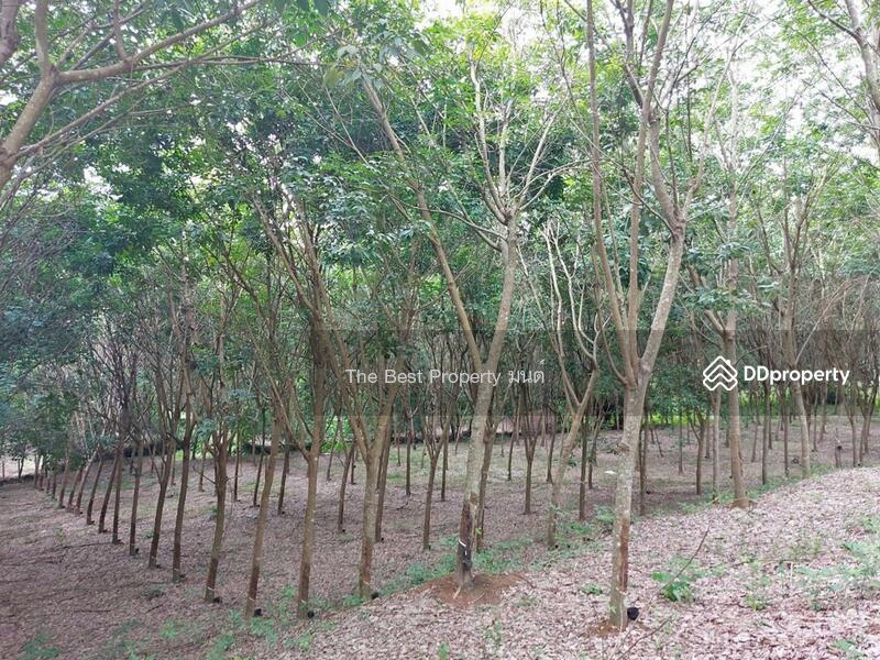 ขาย - ที่ดินปัว น่าน, น่าน