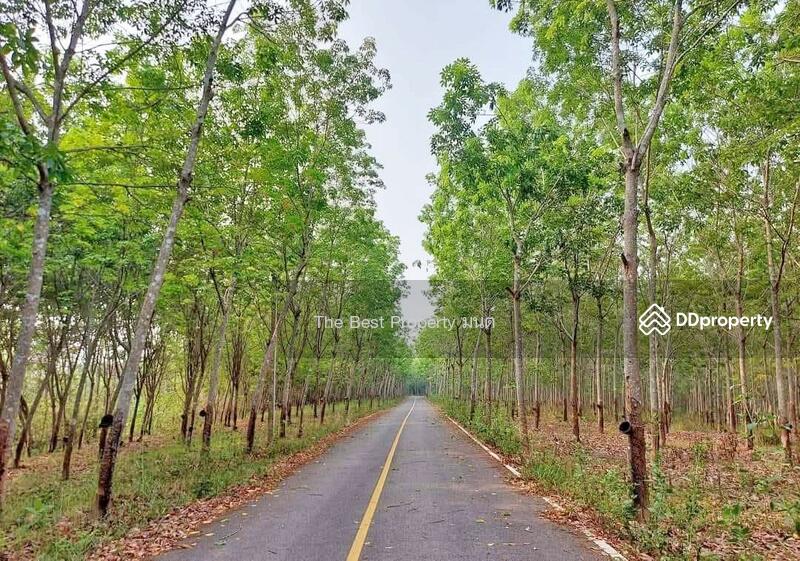ขาย - ที่ดินปัว น่าน, น่าน