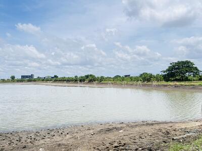ขาย - ขายที่ดินเปล่ารวมแปลง หลังวัดศรีวารีน้อย บางเสาธง สมุทรปราการ, สมุทรปราการ