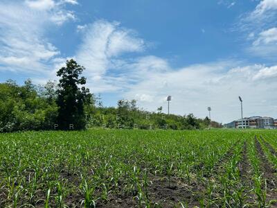 ขาย - ที่ดินนิคมสร้างตนเอง ลพบุรี, ลพบุรี