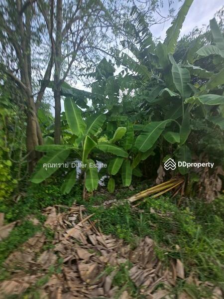 For Sale - Land Khlong 3, Pathum Thani
