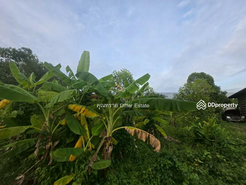 For Sale - Land Khlong 3, Pathum Thani