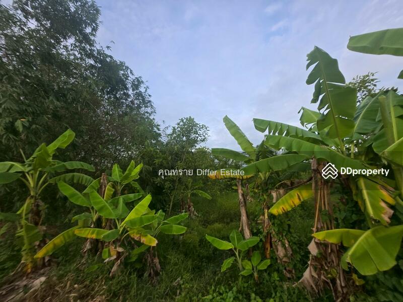 For Sale - Land Khlong 3, Pathum Thani