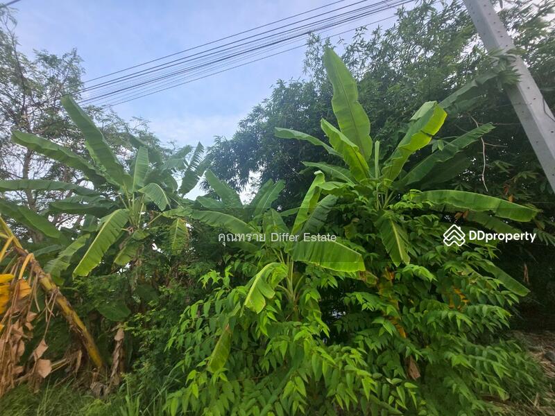 For Sale - Land Khlong 3, Pathum Thani