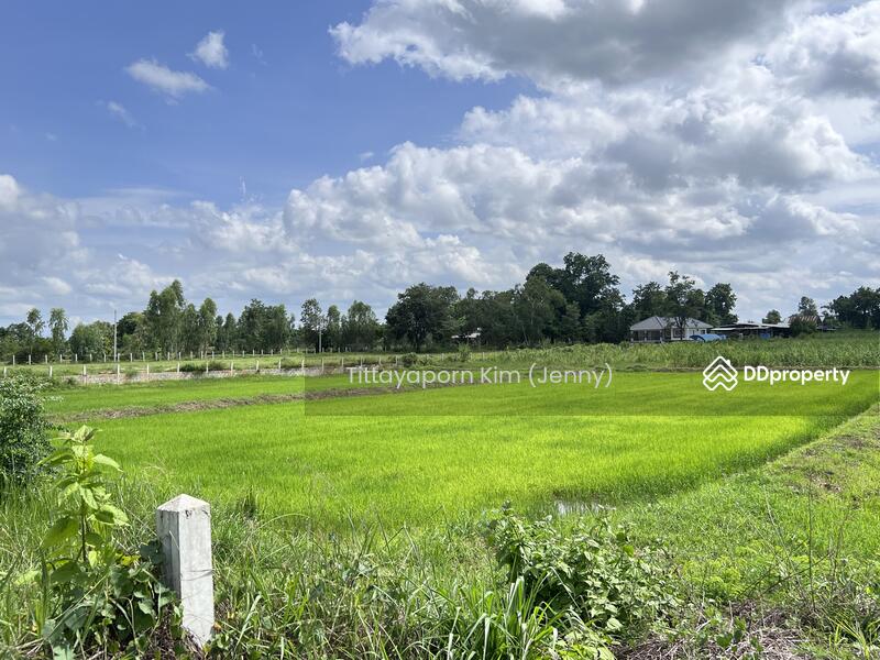 ให้เช่า - ที่ดินให้เช่า ถมแล้ว ติดถนน เชียงยืน - คำใหญ่ รวม 4 แปลง ใกล้ธนาคารเพื่อการเกษตรฯ อ. ชื่นชม, มหาสารคาม