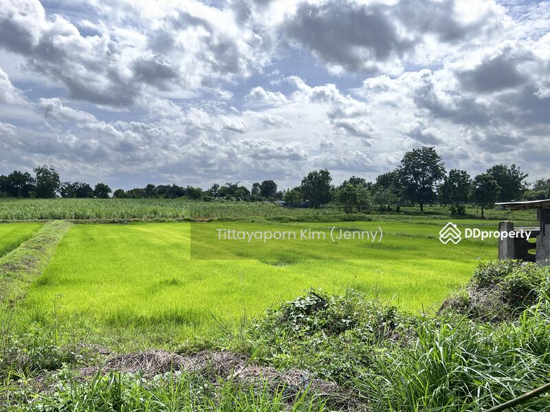ให้เช่า - ที่ดินให้เช่า ถมแล้ว ติดถนน เชียงยืน - คำใหญ่ รวม 4 แปลง ใกล้ธนาคารเพื่อการเกษตรฯ อ. ชื่นชม, มหาสารคาม