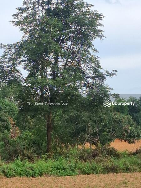 For Sale - ที่ดินเทิง เชียงราย, Chiang Rai