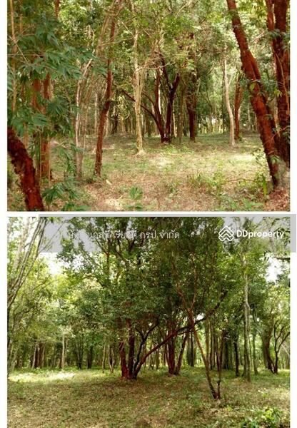 For Sale - Sale Land 52-0-90.7 Rai Krabi, Krabi