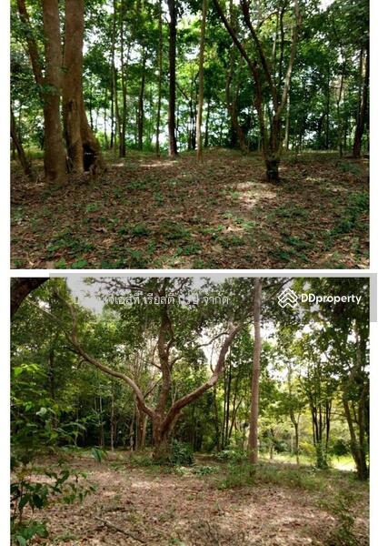 For Sale - Sale Land 52-0-90.7 Rai Krabi, Krabi