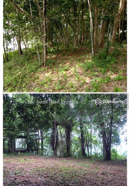 For Sale - Sale Land 52-0-90.7 Rai Krabi, Krabi