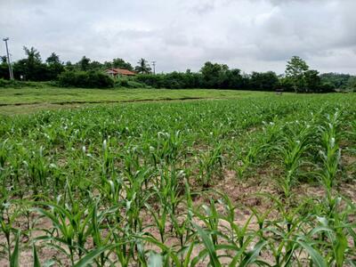 ขาย - ที่ดินวังดิน อุตรดิตถ์, อุตรดิตถ์