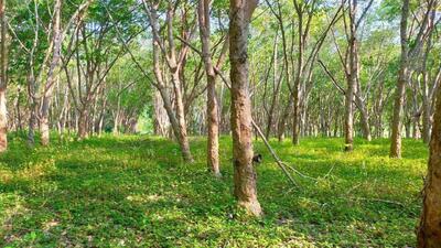 ขาย - ที่ดินสวนยางพารา วิวเขา อากาศดี ใกล้สนามกอล์ฟ Green Valley จ.ระยอง, ระยอง